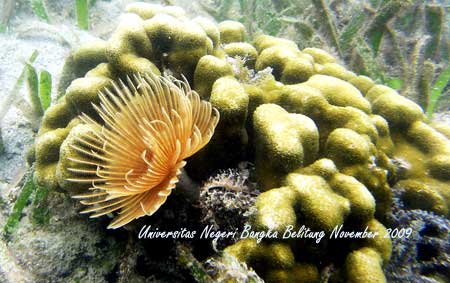 Coral Photo - Foto Terumbu Karang 2
