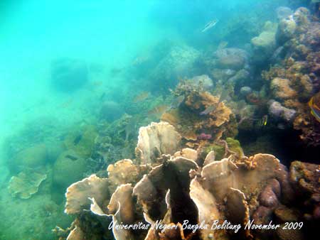 Coral Photo - Foto Terumbu Karang 1
