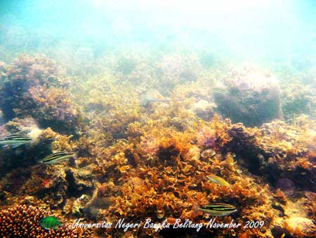 Coral Photo - Foto Terumbu Karang 13