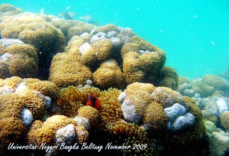 Coral Photo - Foto Terumbu Karang 4