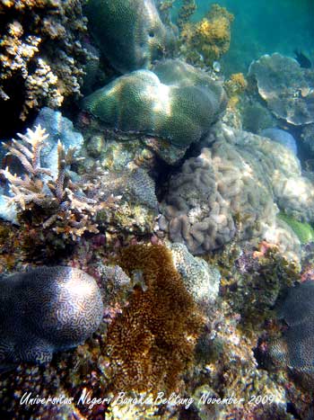 Coral Photo - Foto Terumbu Karang 7