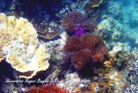 Coral Photo - Foto Terumbu Karang 8