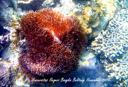 Coral Photo - Foto Terumbu Karang 12