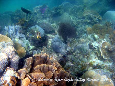 Coral Photo - Foto Terumbu Karang 9