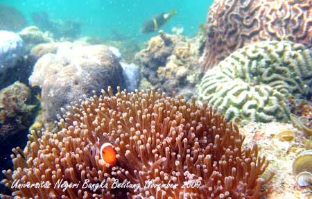 Coral Photo - Foto Terumbu Karang 11