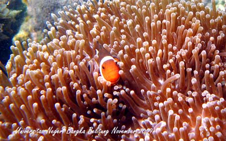 Coral Photo - Foto Terumbu Karang 5