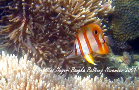 Coral Photo - Foto Terumbu Karang 6