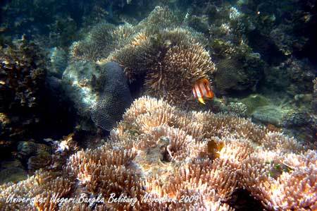 Coral Photo - Foto Terumbu Karang 10
