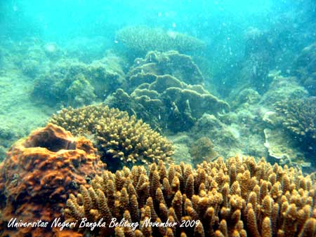 Coral Reef Photo - Foto Terumbu Karang 1