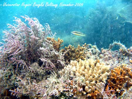 Coral Reef Photo - Foto Terumbu Karang 3