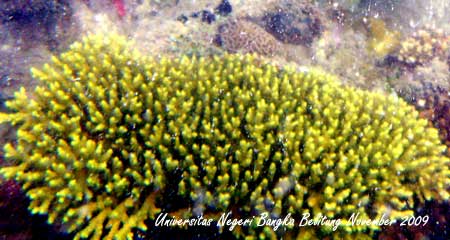 Coral Reef Photo - Foto Terumbu Karang 2