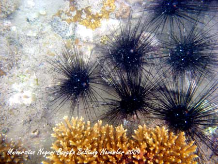 Coral Reef Photo - Foto Terumbu Karang 4
