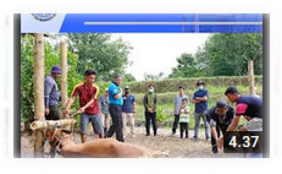 Video Kurban Bersama (Kurma) UBB di Hari Raya Idul Adha 1441 H